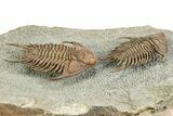 Two Foulonia Trilobites From Fezouata Formation - Top Quality Specimen #350856-5